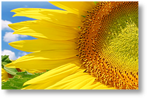 Clean Air Filtration Systems